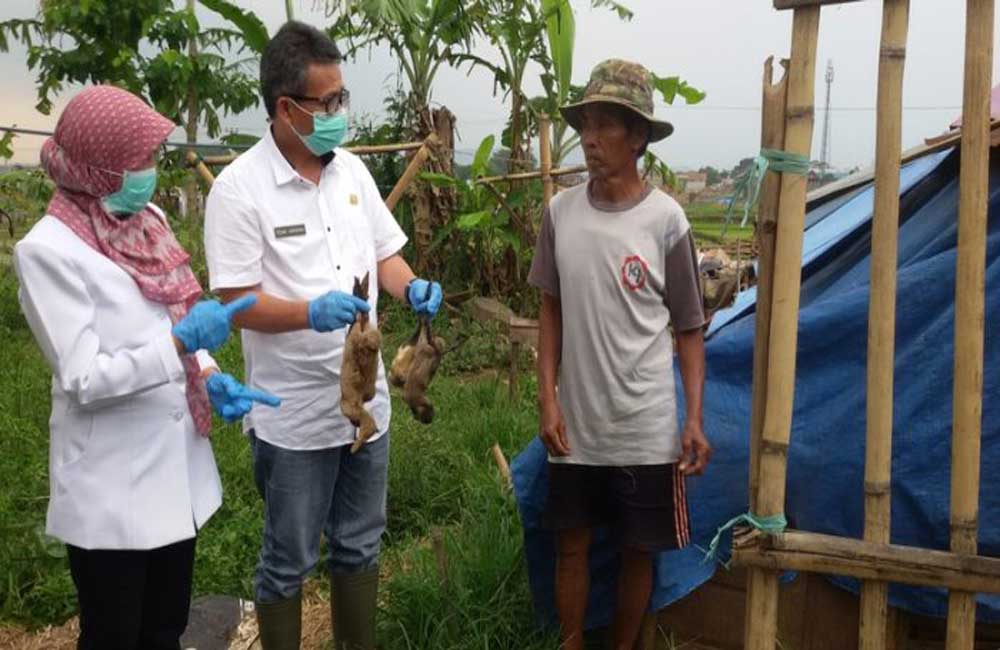 Di Soreang Ratusan Unggas Mati Mendadak