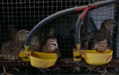 Beternak Burung Puyuh jadi Peluang Usaha yang Menggiurkan