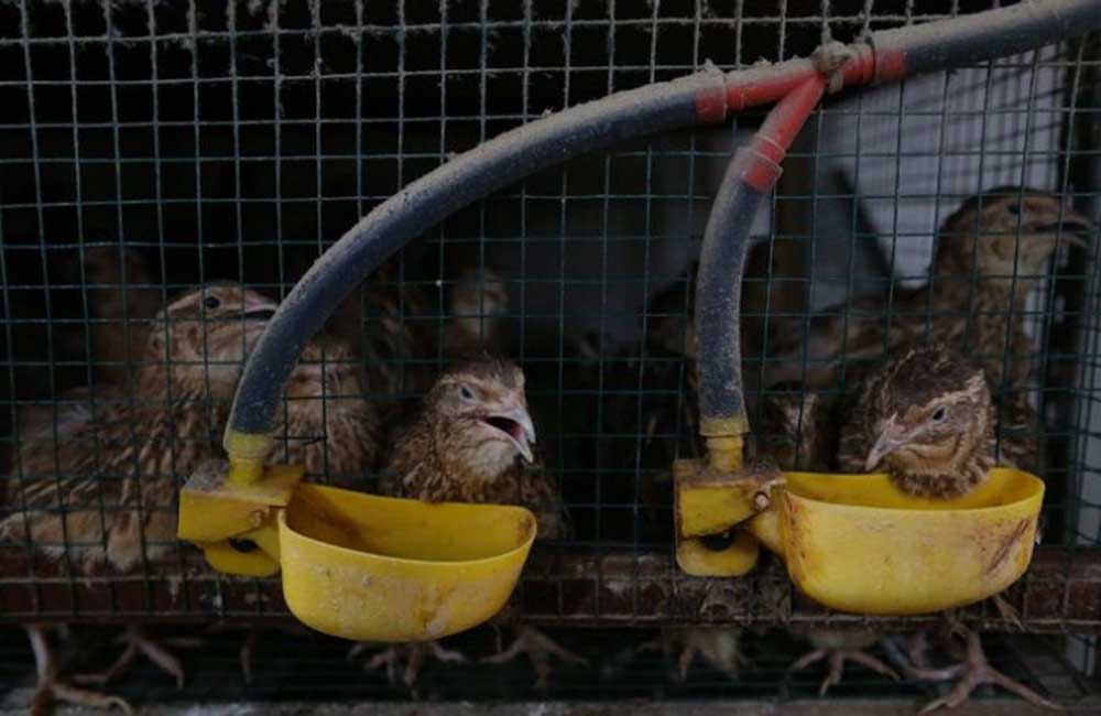 Beternak Burung Puyuh jadi Peluang Usaha yang Menggiurkan