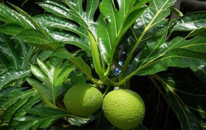 Mahasiswa Undip Bikin Plastik dari Sukun dan Bonggol Jagung