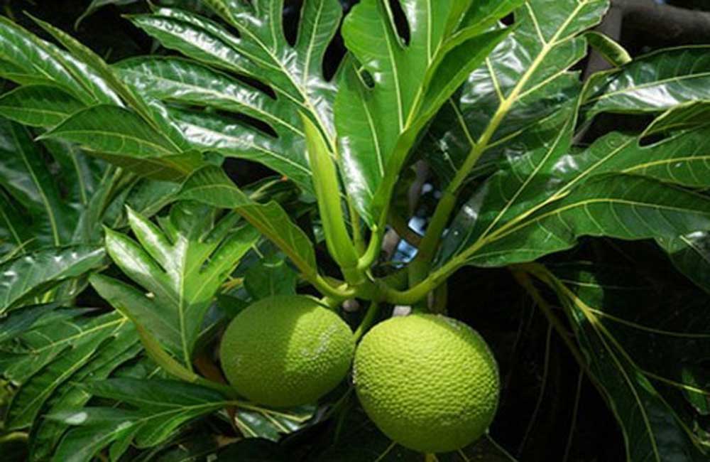 Mahasiswa Undip Bikin Plastik dari Sukun dan Bonggol Jagung