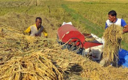 Impor Beras Bisa Bikin Petani Merugi