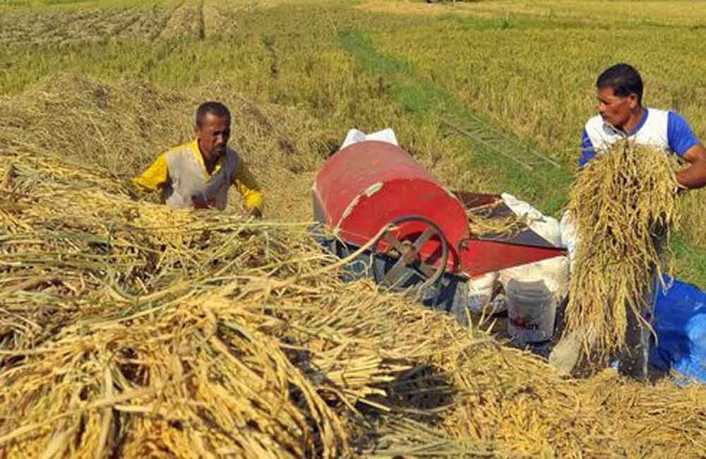 Impor Beras Bisa Bikin Petani Merugi