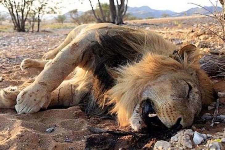 Ironis, 11 Singa Ditemukan Mati Diracun