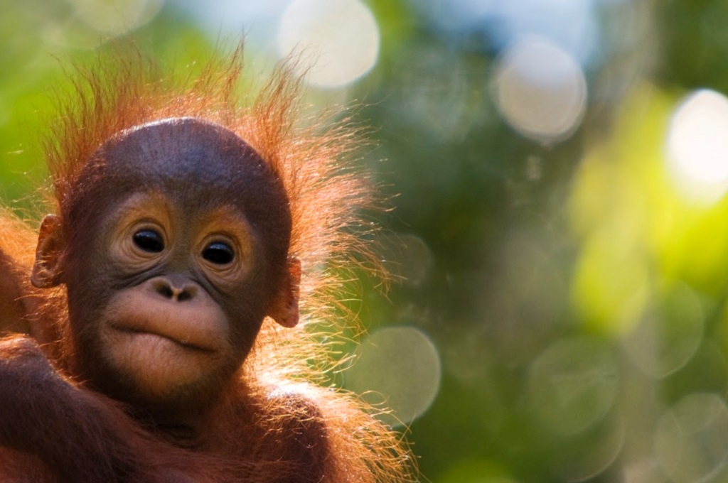 AWS Bantu WWF Mencegah Kepunahan Hewan Dilindungi